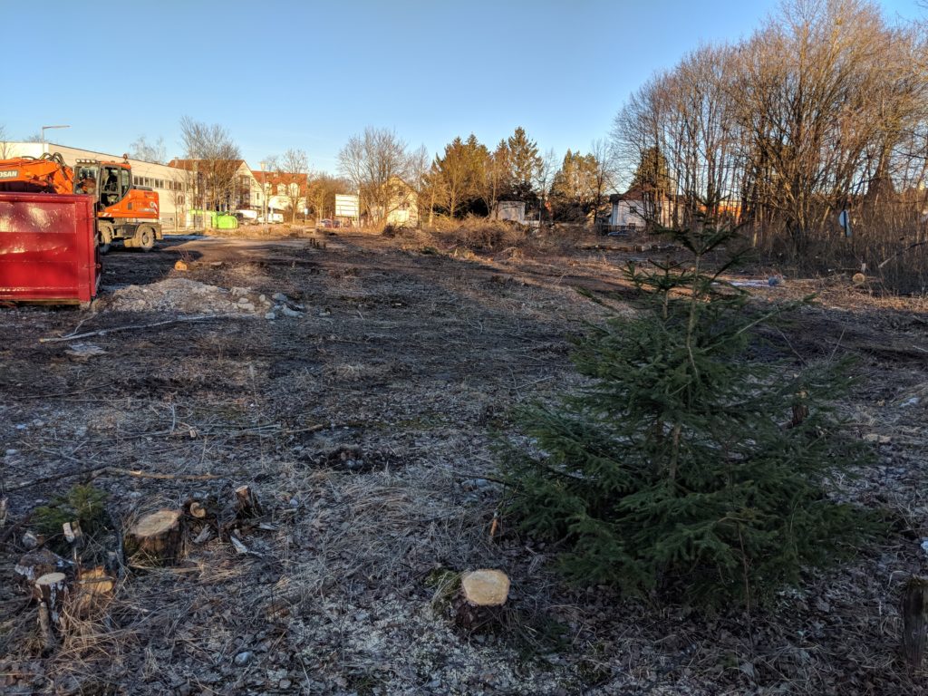 17. Februar 2019: Rodung bis auf den Weihnachtsbaum