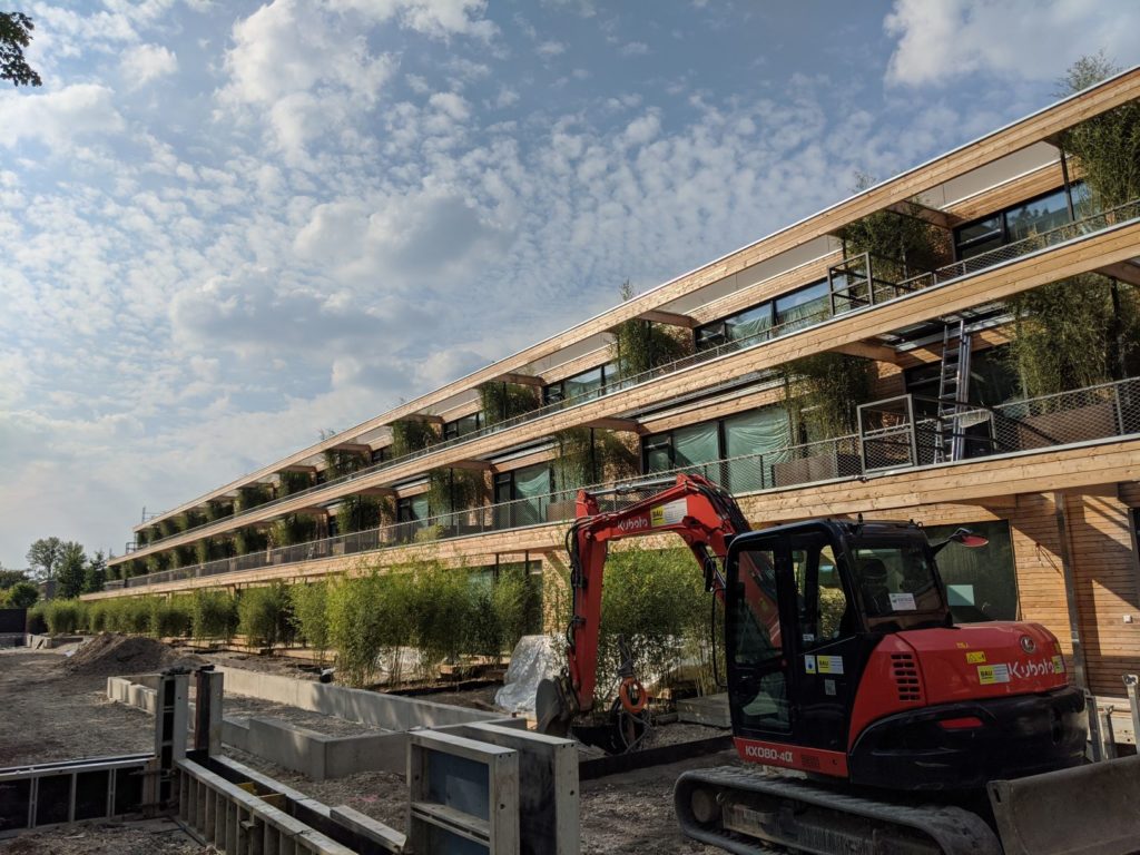 16. September 2020: Bambus aus Ligurien als Sichtschutz.